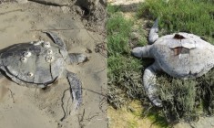 Frío mata 150 tortugas en Baja California