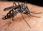 mosco dengue