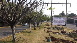 REFORESTACION