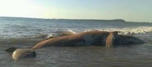 ballena