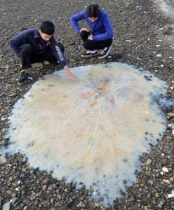 medusa-gigante