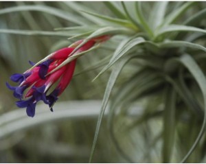 fotos-suspendidas-aire___2394-plantas_2b-1830