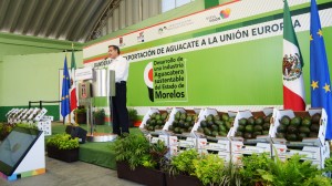 BANDERAZO DE EXPORTACION DE AGUACATE A LA UNION EUROPEA (11)