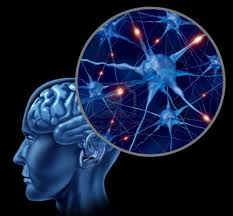 neurona
