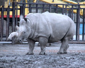 MURIÓ 'KHARTOUM' EL RINOCERONTE BLANCO DEL ZOOLÓGICO DE CHAPULTEPEC
