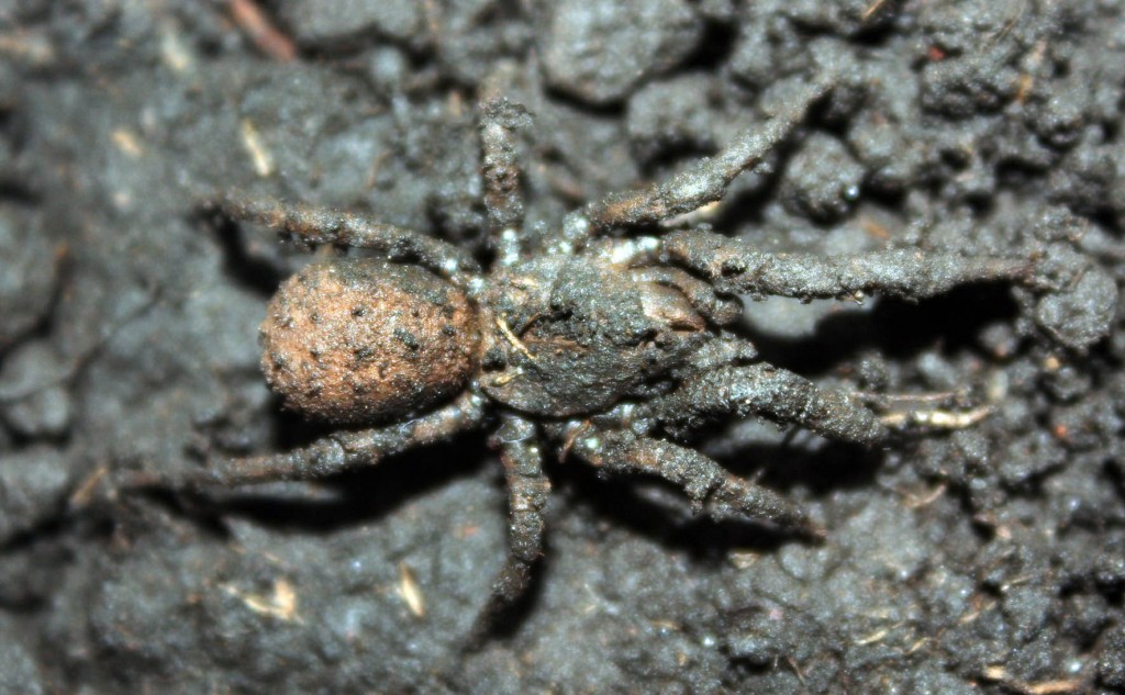 Las Paratropis tuxtlensis son arañas pequeñas, que no miden más de cuatro centímetros de la punta de una pata al extremo opuesto.