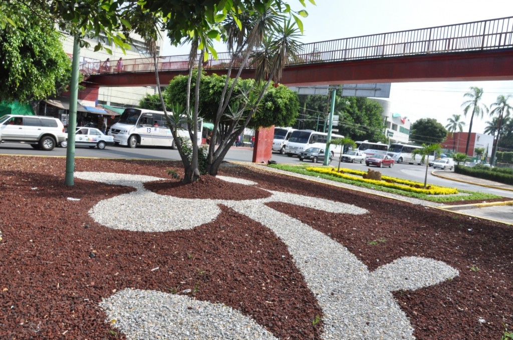 Aspectos de las Jardinera de la Avenida Plan de Ayala Frete al Seguro ( IMSS ) (4)