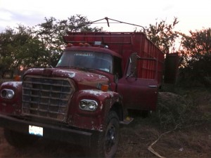MANDO ÚNICO YAUTEPEC DETIENE A 3 HOMBRES POR ABIGEATO (1)