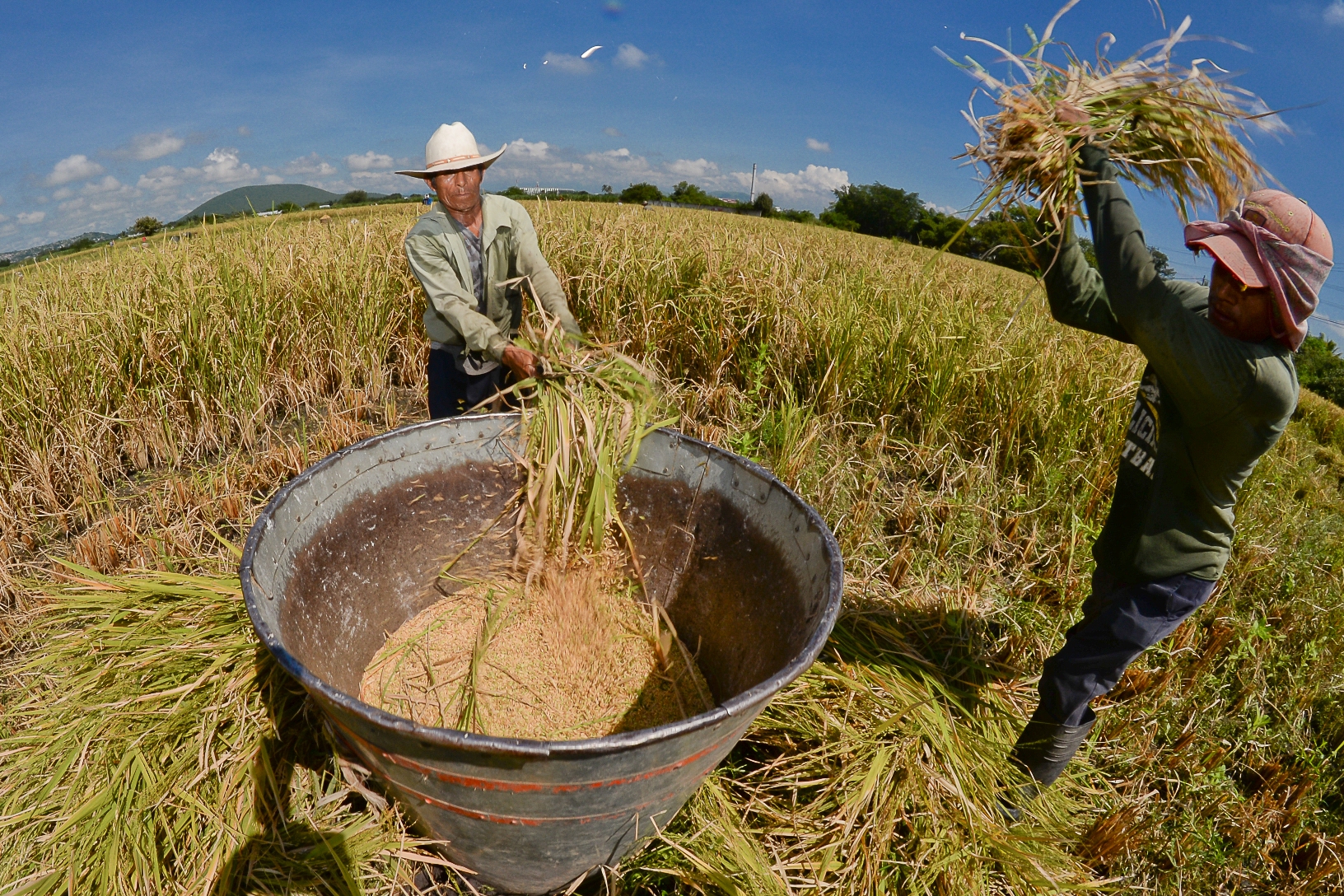 Cuanto tiempo tarda en cocerse el arroz