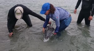 Rescata Profepa un delfín y dos ballenas en BCS