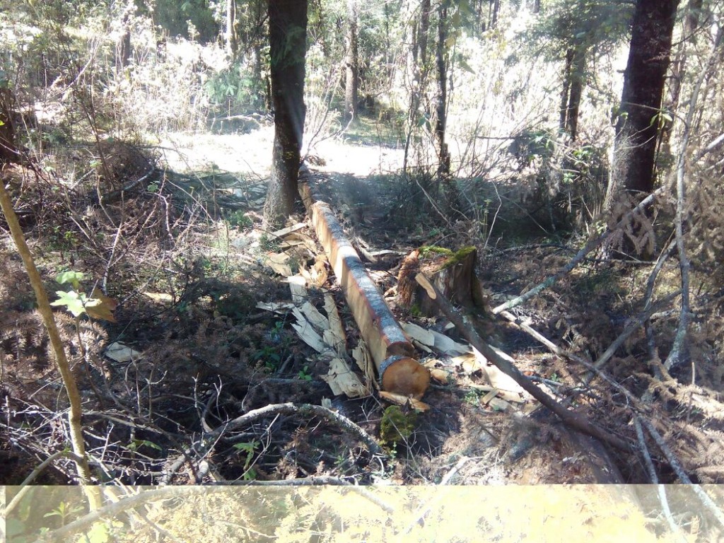 madera de oyamel en el cerro del Capulín (1)