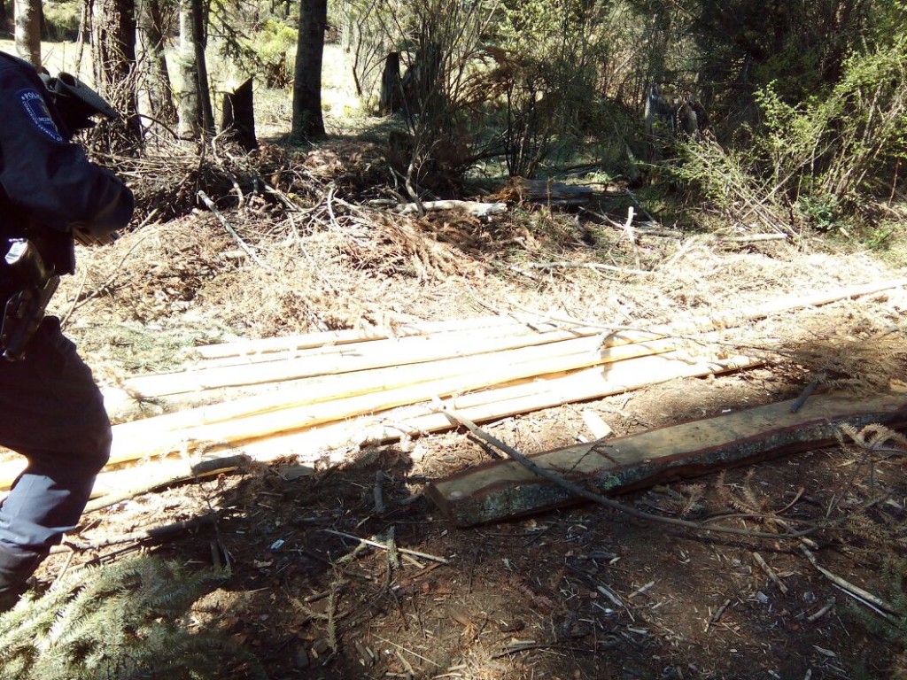 madera de oyamel en el cerro del Capulín (2)