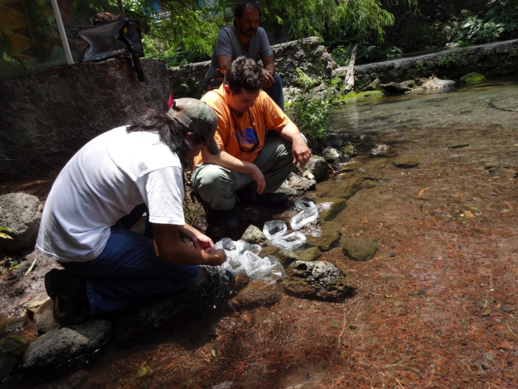 Exitosa la reintroducción de Carpita Morelense (4)ok