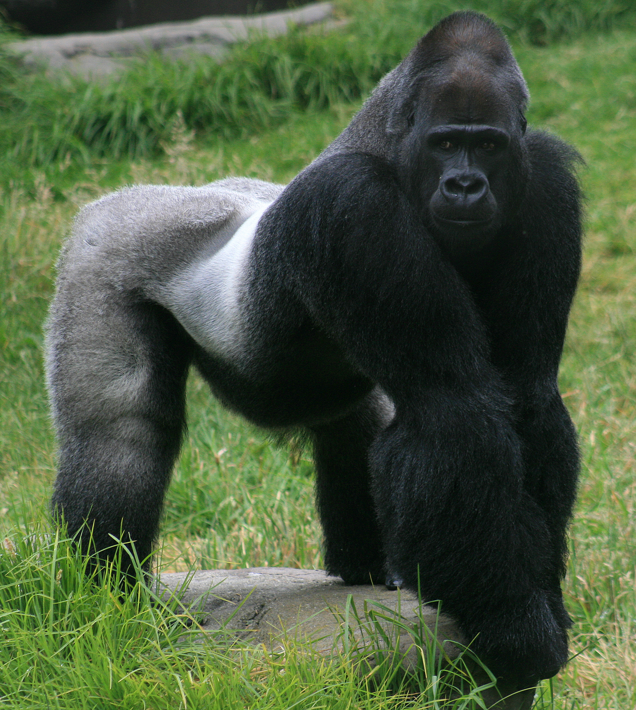 Male_gorilla_in_SF_zoo