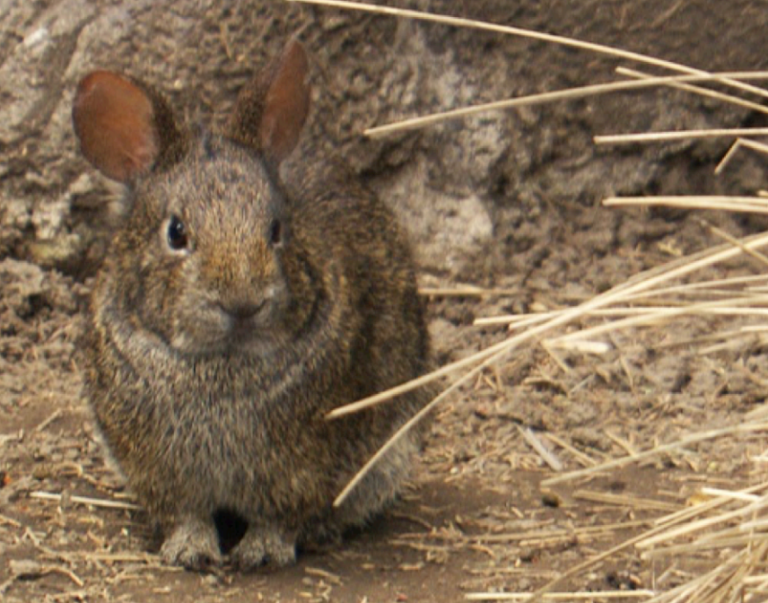 Necesario cuantificar el daño de los incendios a la fauna